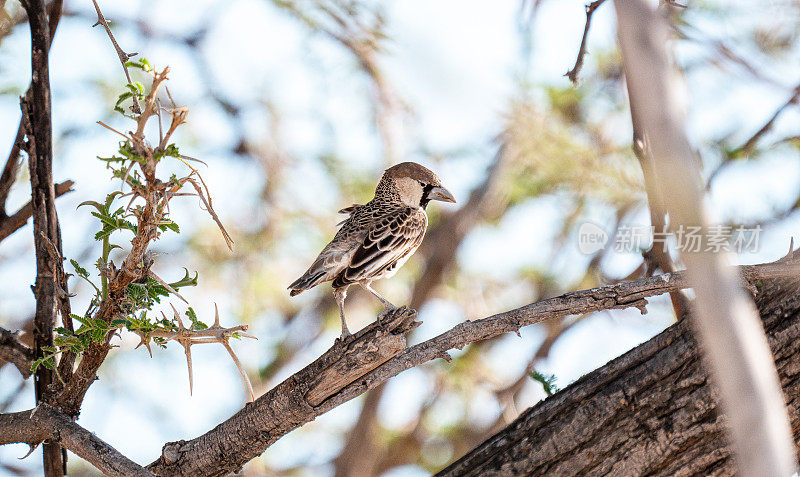 纳米比亚Etosha国家公园的Republic weaver（Philetairus socius）